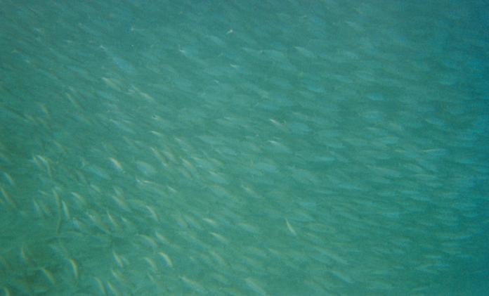 [Fish EVERYWHERE! Shoal in Caribbean, Dive Photo]